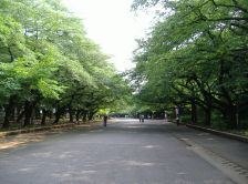 Ueno Park 2